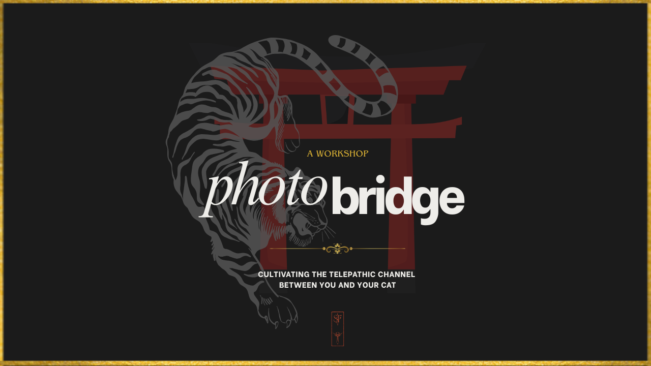 Photo Bridge Workshop